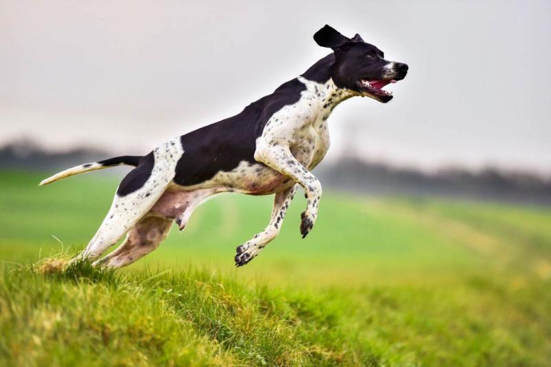 Hunting Dog