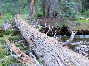log crossing