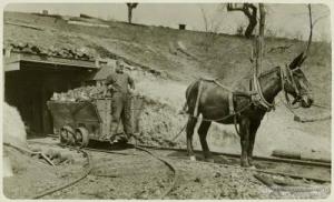 Mule Boy