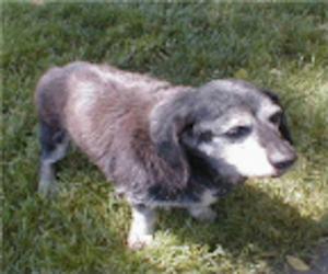 Old Jake